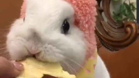 Beautiful and cute rabbit