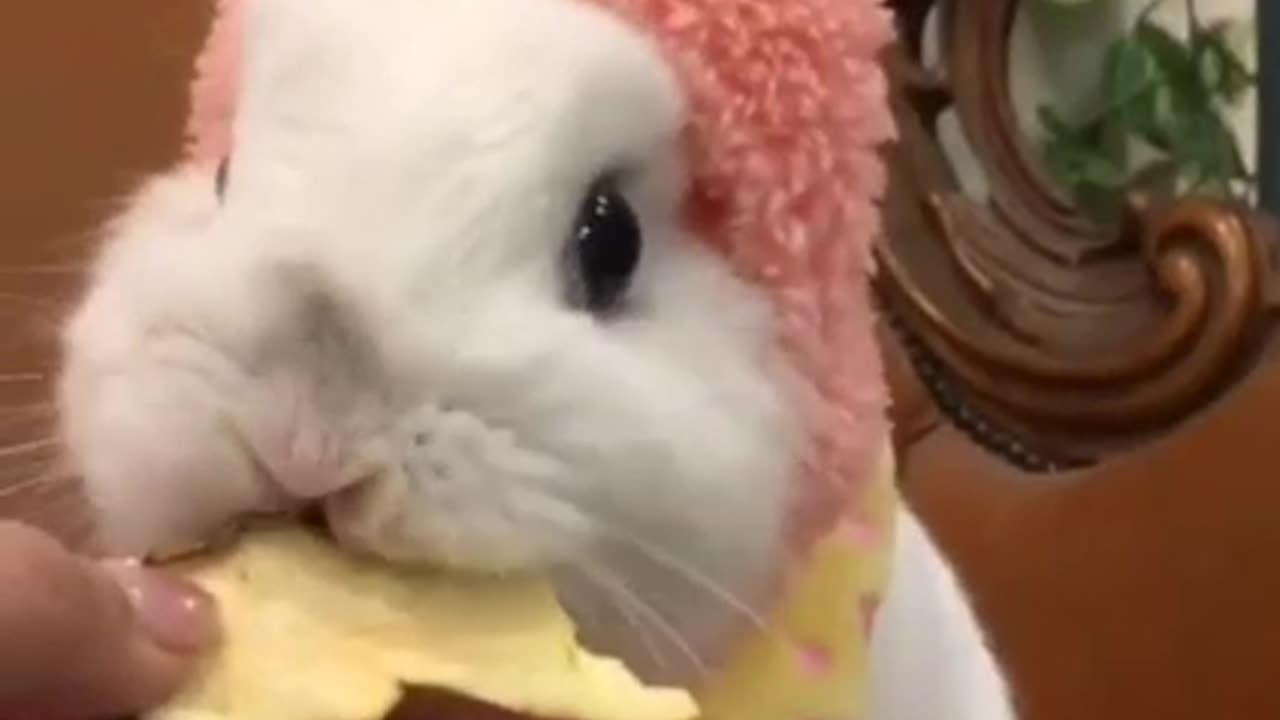 Beautiful and cute rabbit