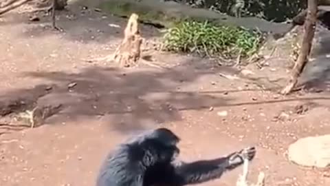 Funny animal video