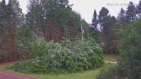 Busy Beaver tree removal