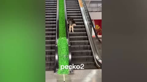 Funniest Animals 2023