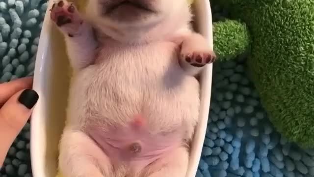 Puppy living like a rockstar