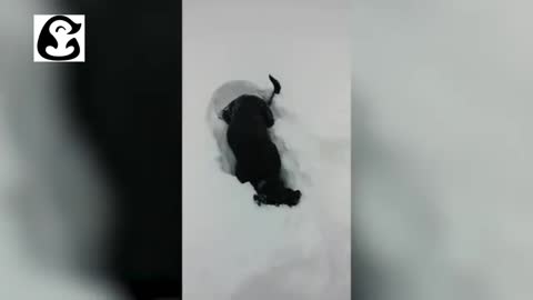 WHEN DOGS SEE SNOW FOR THE FIRST TIME!