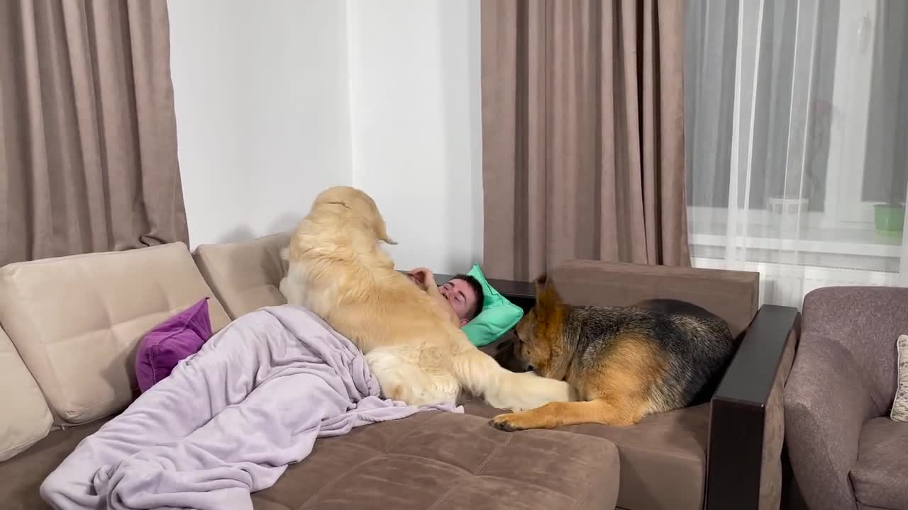 Golden Retriever and German Shepherd Wake Me Up