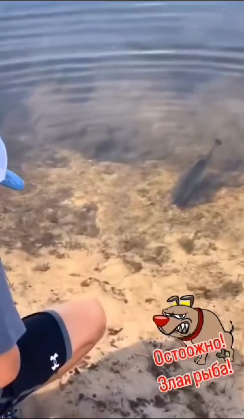 This guy just wanted to be friends with the fish… but the fish had other plans! 😂🐟