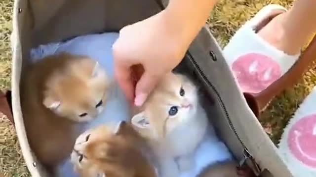 ccutecat