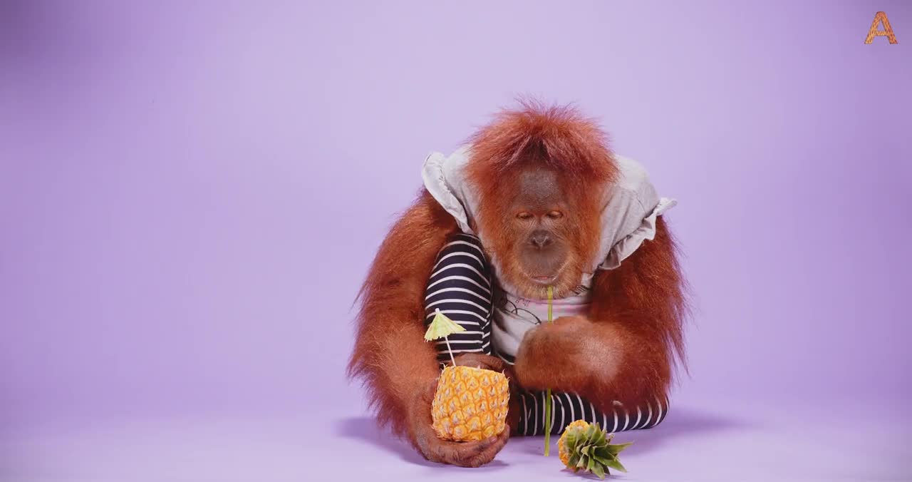Animalia - Orangutan Rosie tries various refreshments ASMR