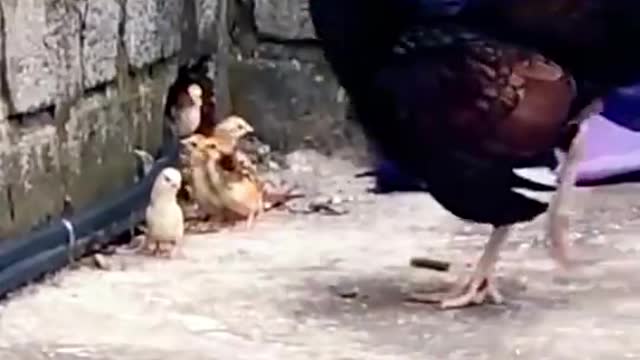 What a great maternal love, the mother hen fights with the cobra to protect her cubs