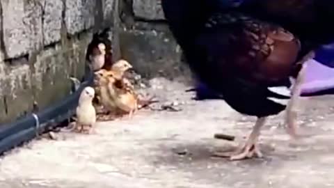 What a great maternal love, the mother hen fights with the cobra to protect her cubs