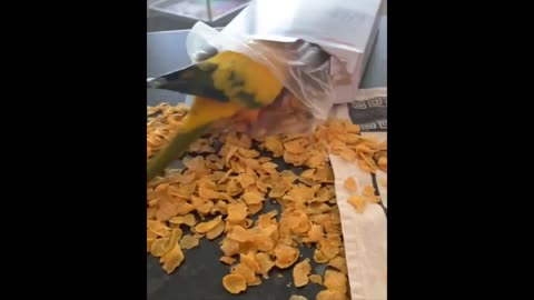 Funny Animals- - Best Of The 2023 Funny Animal Videos