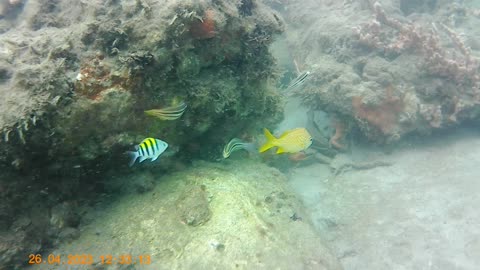 Parrotfish