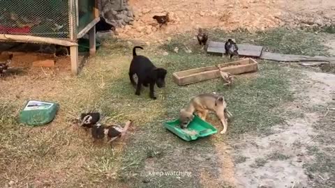 Little Puppy Steal Chicken Food And Flight - Free Dogs In Village - Cute Pets