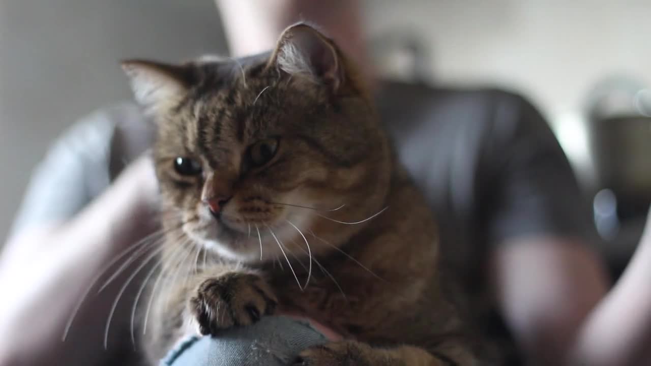CAT CARING