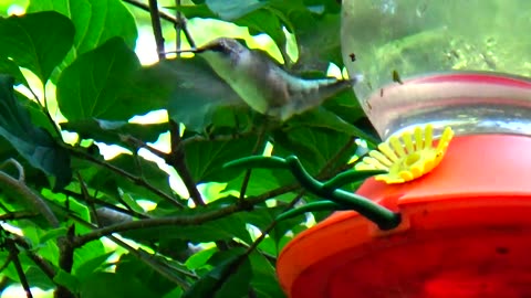 Hummingbird