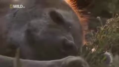 Our Planet Nature: Discovery channel animals documentaries - Hyena attack buffalo