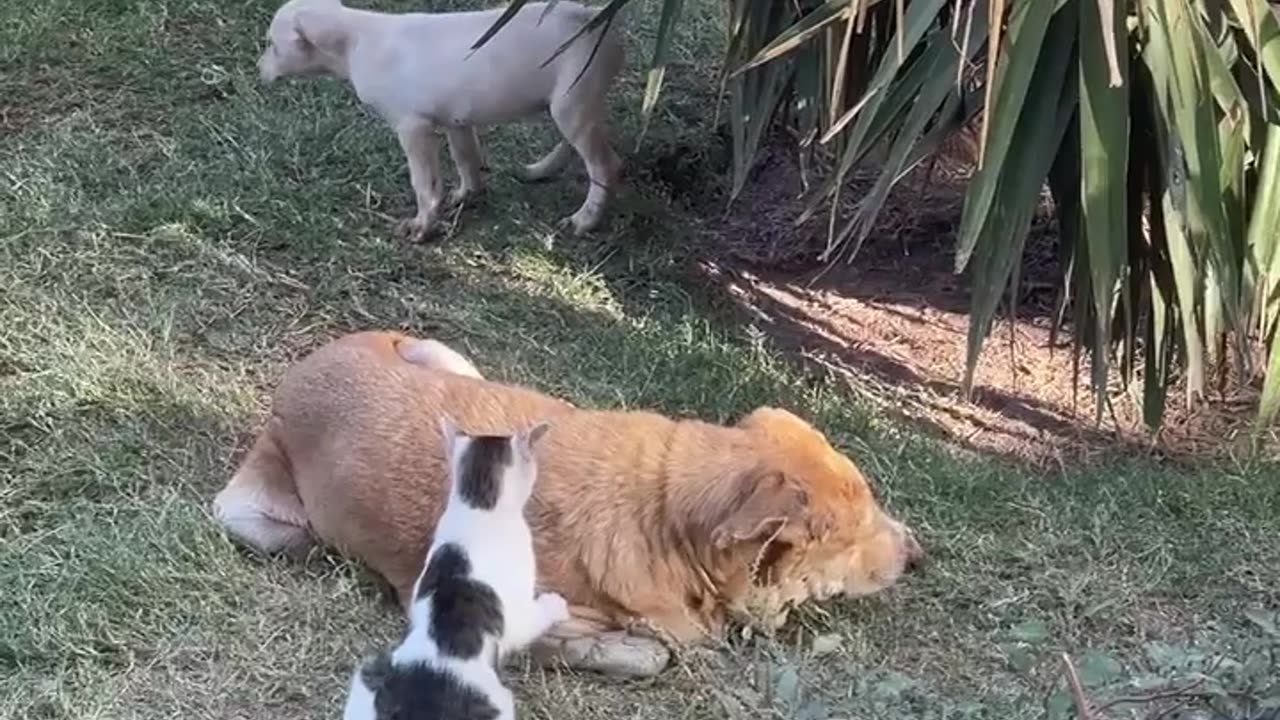 Blind Refuge Dog Massaged By Cat