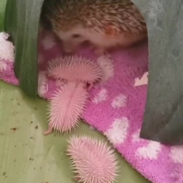 Mommy hedgehog and her babies