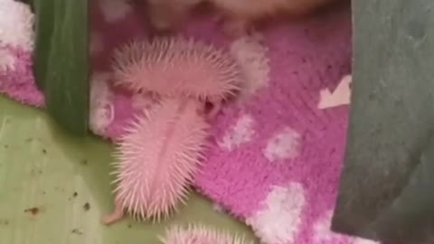 Mommy hedgehog and her babies