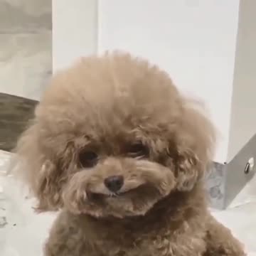 Aww my owner is so pretty