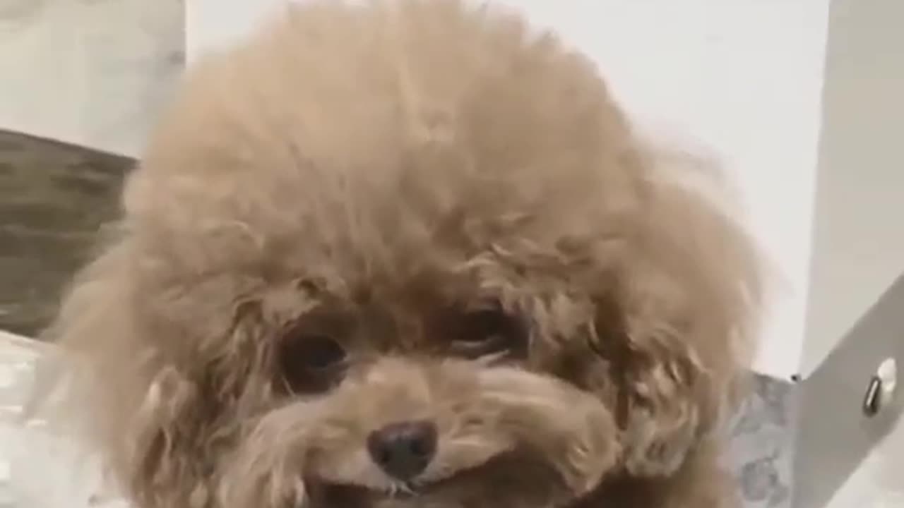 Aww my owner is so pretty