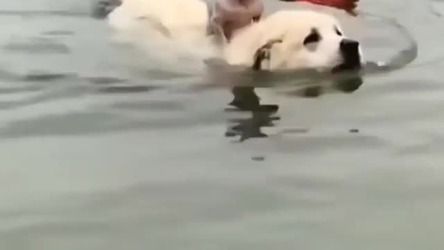 Dog takes puppy for a water ride 🌊🐶