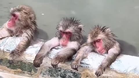 See Badrami of Monkeys