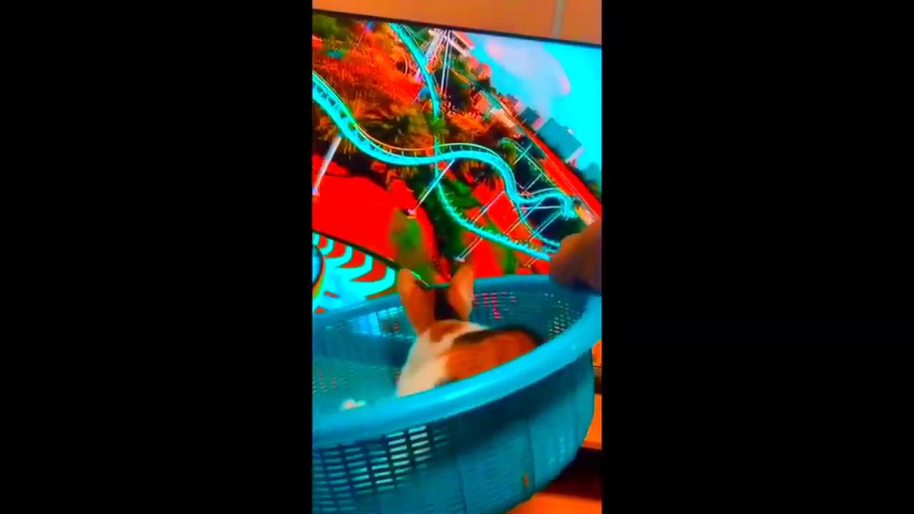 Best Funny Animal Videos 2023😂 Funniest Cats And Dogs Videos Will Make You Laugh #06