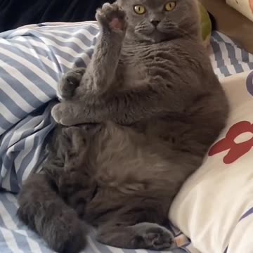 A video course of yoga at home.😁