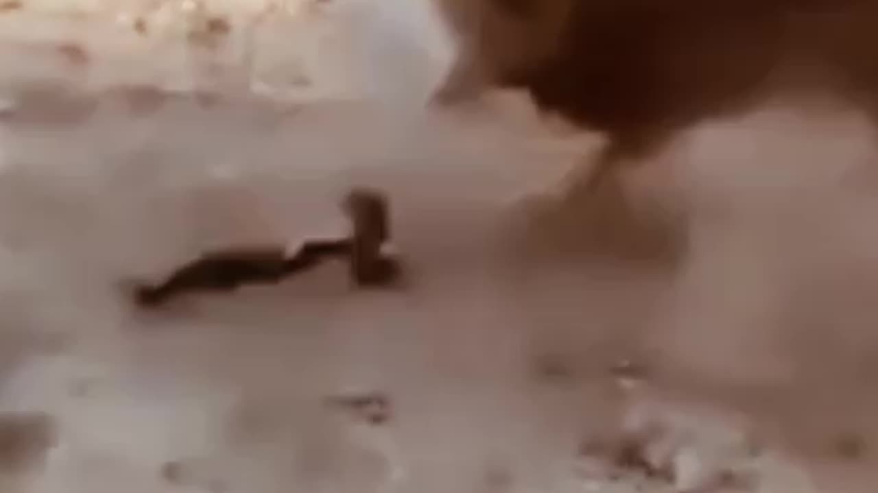 Animal funny videos