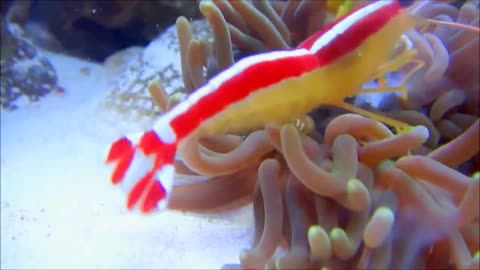 Clownfish Feeding Anemone