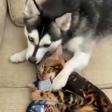 Dog and cat, who gets the fish?