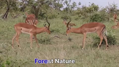 Forest nature Impala fight