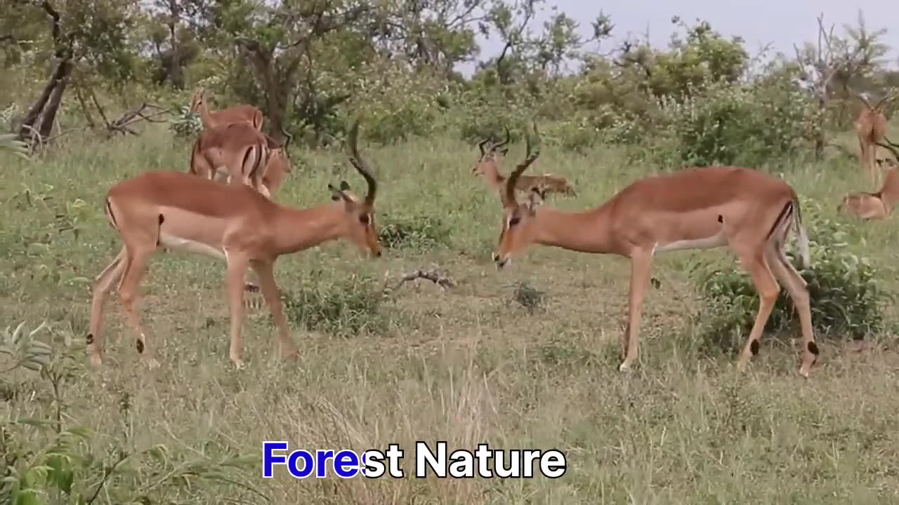 Forest nature Impala fight