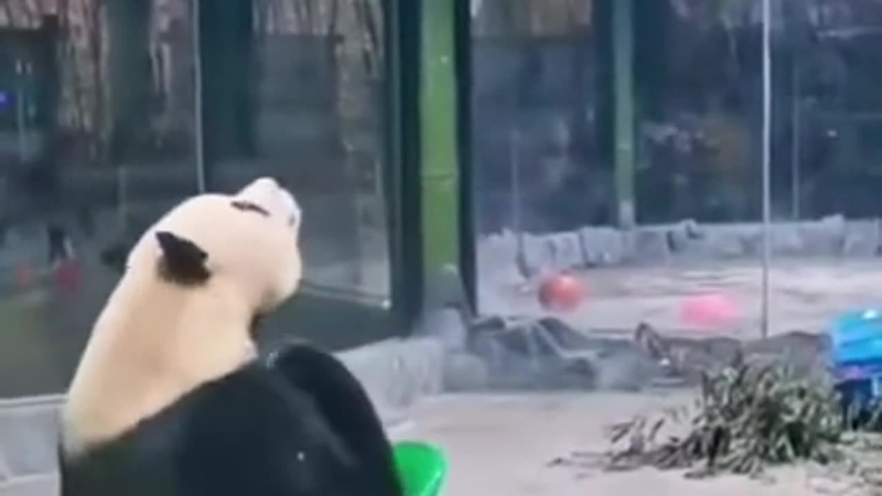 Funny đŸ˜‚animal trending video