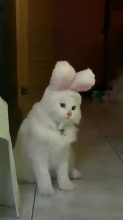 There's a new species called "Cabbit"