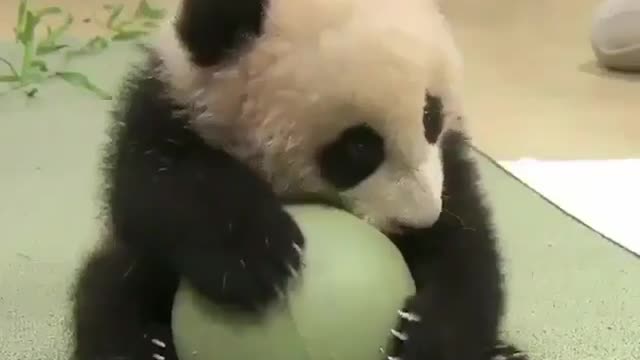 The baby panda