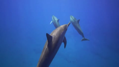 Dolphins Swimming