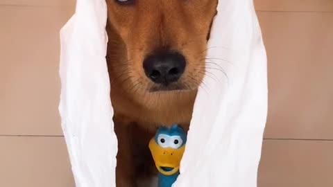 He made a wig out of his bowl