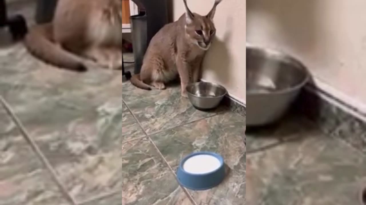 Cute & Funny Animals Videos 🐕‍🦺 Pets, Dogs, 🐱 Cats Compilation #pets #animals #cat #dog