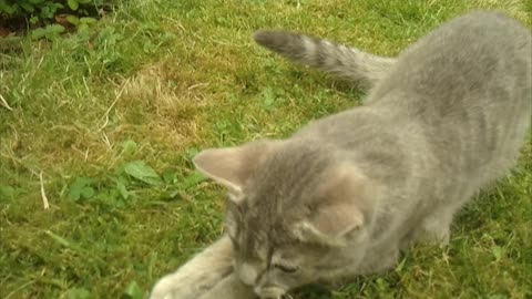 Cat is in hunting mode again - VIDEO