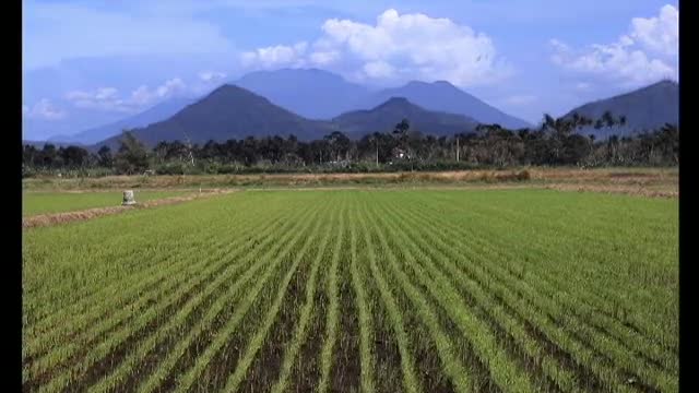 Rice-growing time-lapse--112-day growth cycle in 1 minute