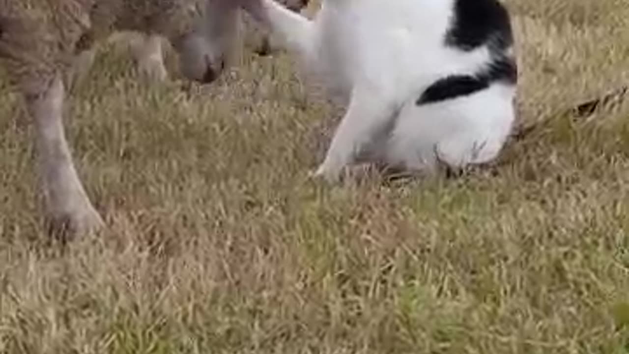 Farm Cat Pushes a Young Sheep Away