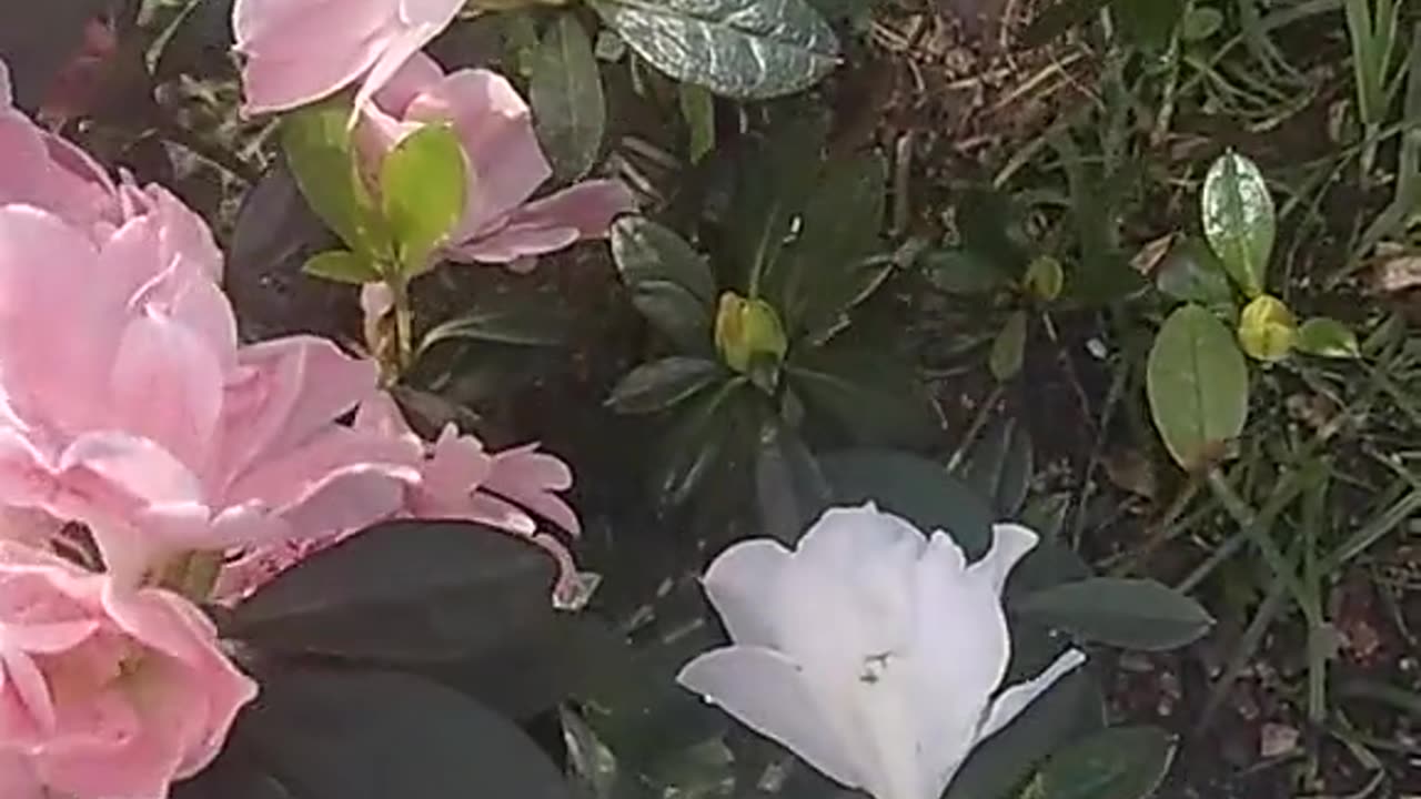 🥀🥀🥀🥀🥀🥀🥀🥀🥀🥀🥀🥀🥀🥀🥀