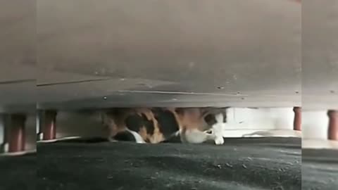 Cute pet funny video