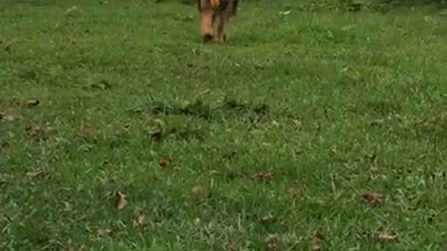 German shepherd training video shorts