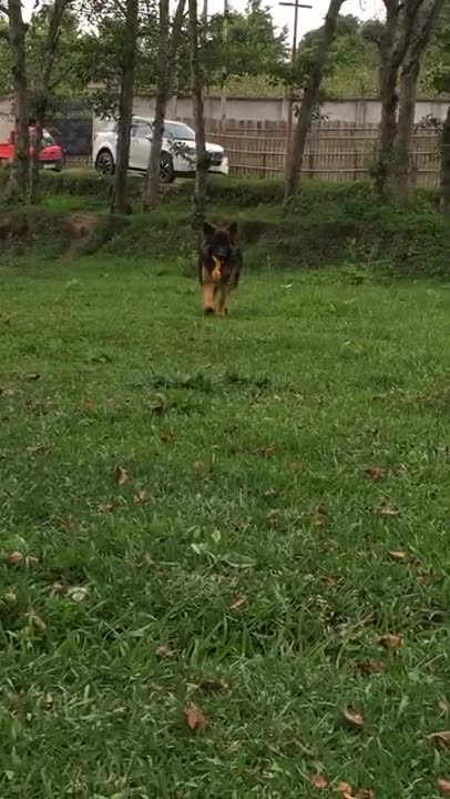 German shepherd training video shorts