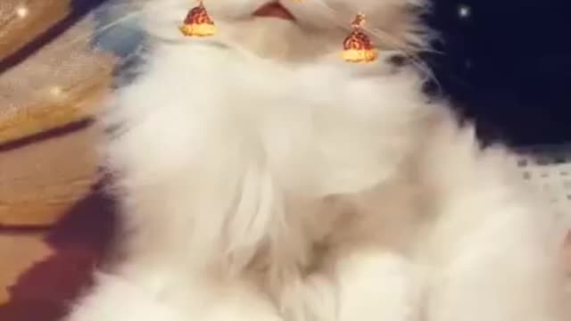 Tik Tok Cat Funny video compilation||Tiktok Fan Club
