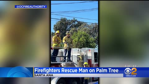 Man rescued from palm tree in Santa Ana