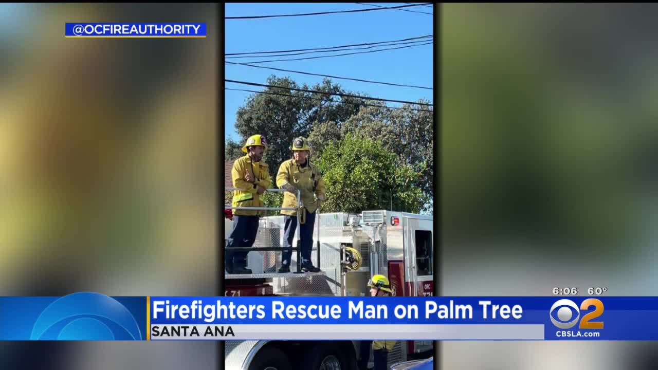 Man rescued from palm tree in Santa Ana