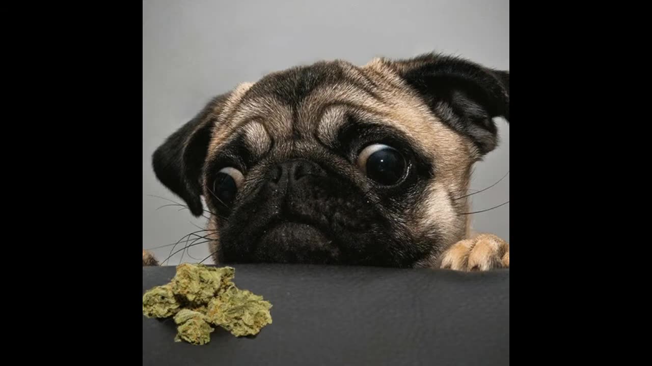 💚Animals Love Cannabis💚حيوانات تحب حشيش القـنب💚